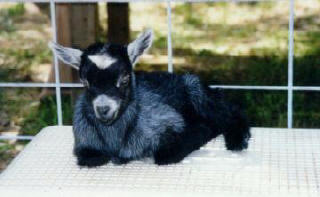 Pygmy Goat Kid